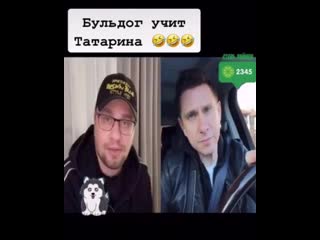 Бульдог учит татарина