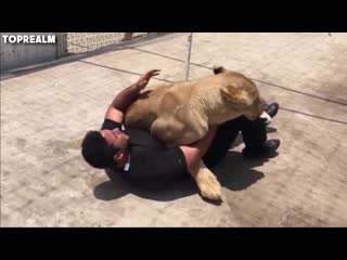 Lion sees his adoptive father after 18 years truly beautiful