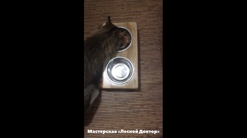 Благодарный клиент🐈