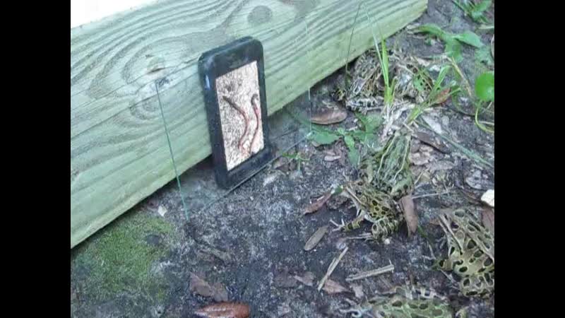 Электронный манок mp4