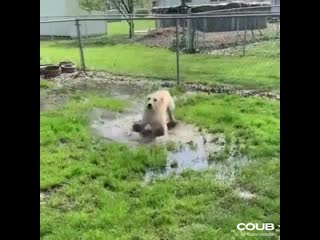 Blind doggo looking for puddle