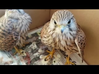 Сокол пустельга реабилитация птиц falcon of the kestrel rehabilitation of bir