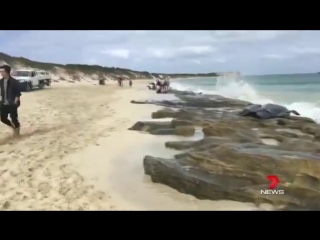 Western australia more than 150 whales have beached themselves near the south west town of