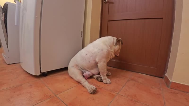 Мать не принимает детей! кто будет кормить щенков! английский бульдог с щенками после родов