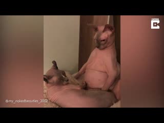 Hilarious chubby sphynx cat