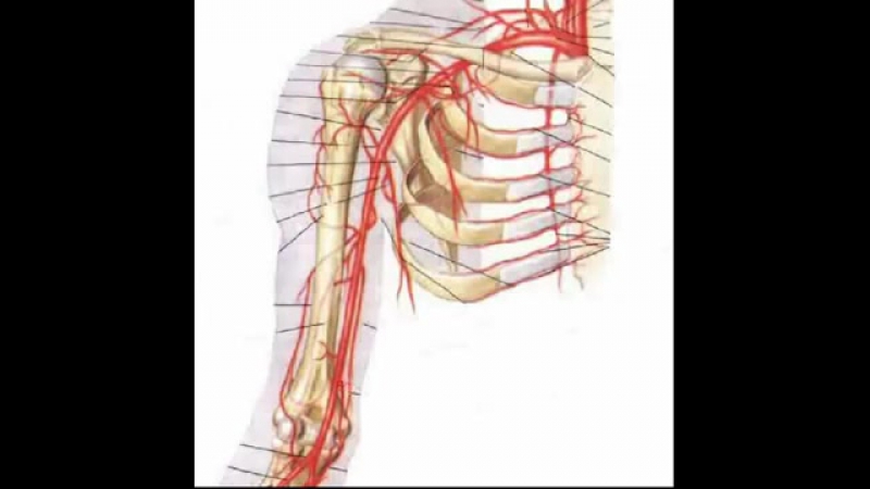 Плечевая артерия a brachialis
