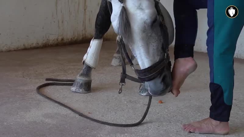 Полторы минуты вдохновения с bettina eistel и ее конём homero