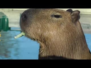 Чат рулетка | гта 5 рп | стрим хата