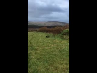 My Girlfriends Moms Cat Recently Moved From The City To The Countryside I Think He Likes It