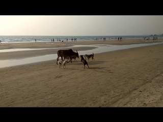 Arambol beach