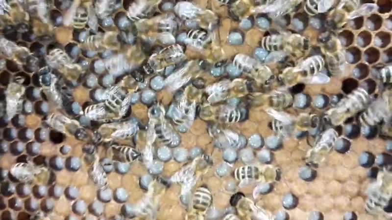 Осмотр гнездовой кассеты