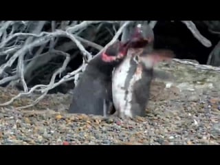 Пингвин застал свою подругу с любовником