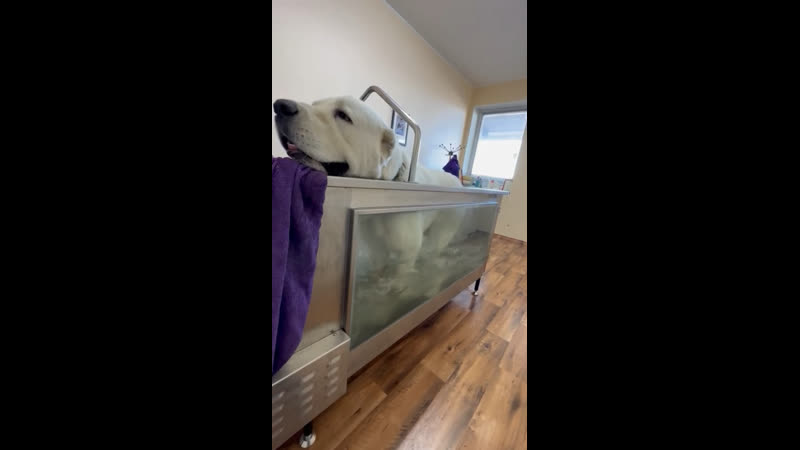 Выпускник тимерташ марвел (эстония estonia) 1 18 года сын брины и лондона спасибо владельцам за видео, за доверие и выбор питомни