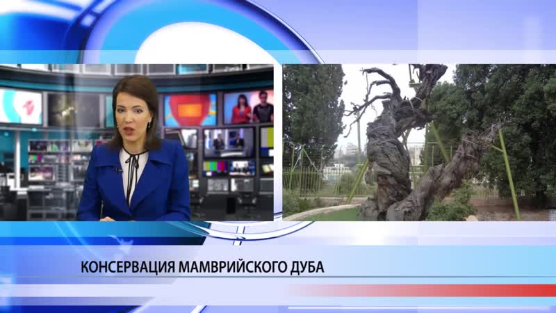 Консервация мамврийского дуба