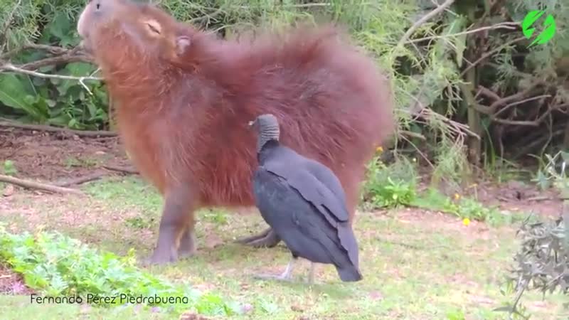 Гриф кушает жучков с капибары