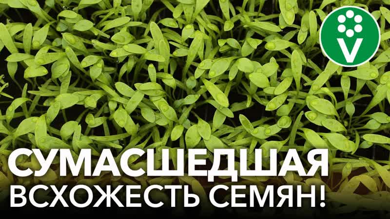 Даже самые старые семена после этого быстро прорастают, а рассада растет здоровая и урожайная!