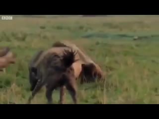 A heart wrenching video of a lion being saved by his brother from a pack of pestering hyenas 💕 tag someone that you would rescu