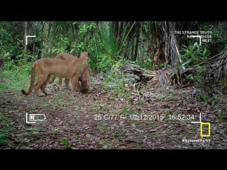 Национальные парки америки 3 я серия (эверглейдс) hd