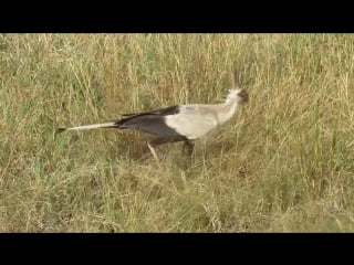 Забавная охота птицы секретаря в масаи мара