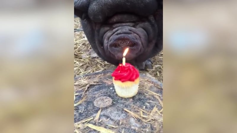 ✔ особое мнение свинья именинница задула свечку на праздничном торте