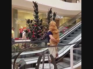 Fucking psycho determined to throw helpless doggo off second floor