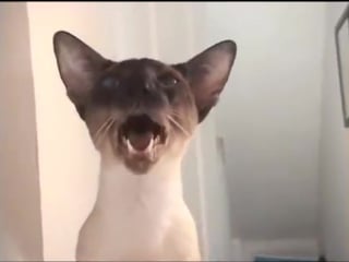 Siamese cat has a chuckle