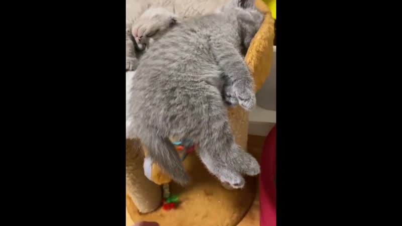 Морда спит, она устала, наглость сильно измотала