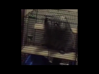 Балби пародирует miley syrus