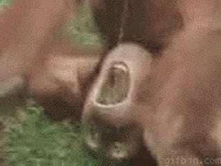 Orangutan peeing in his own mouth