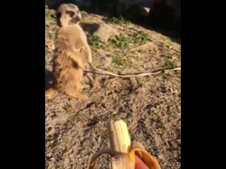 Rescued meerkat says no more banana thank you