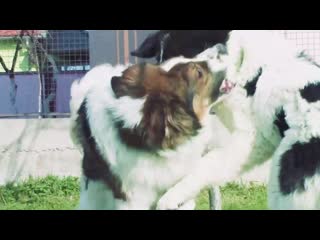 Боснийско герцоговино хорватская овчарка (торняк) tornjak and bucovina at the morning game herdenschutzhund livestock