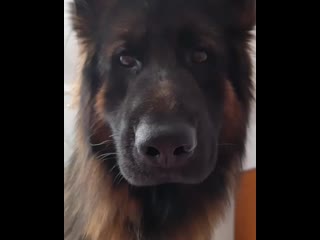 Sonia ensueno vasco adorator+