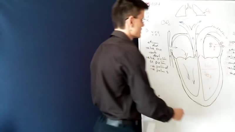 Умный медик [ум] сердце кровообращение