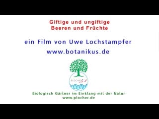 Giftige und ungiftige beeren und früchte