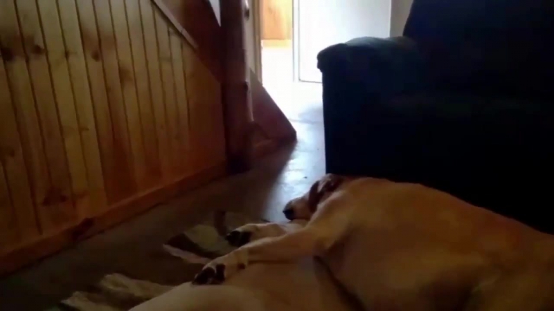 Смешной храп спящей молодые