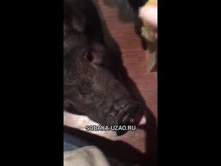 Маня дома🏠🐷 sobaka uzao ru