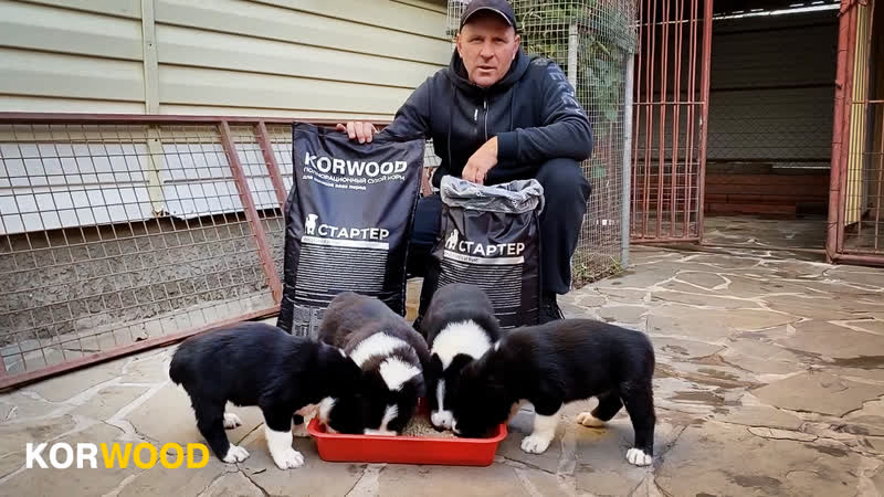 Korwood | питомник "азовский дозор" 2022