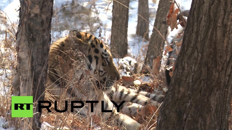 Амурский тигр подружился с отданным ему на съедение бесстрашным козлом тимуром