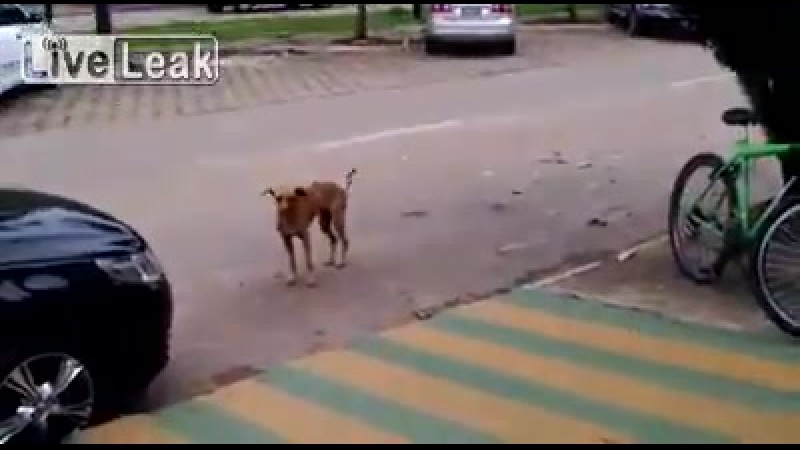 Бразильская дворняжка танцует под музыку