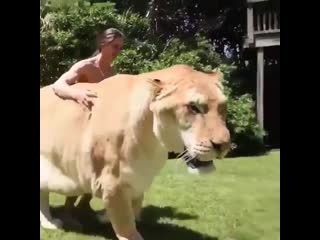 A liger which is a cross between a male lion and a female tiger