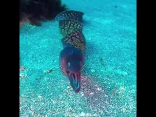 Definitely a moray eel