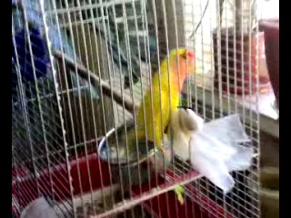 Попугай кузя мастурбирует под музыку