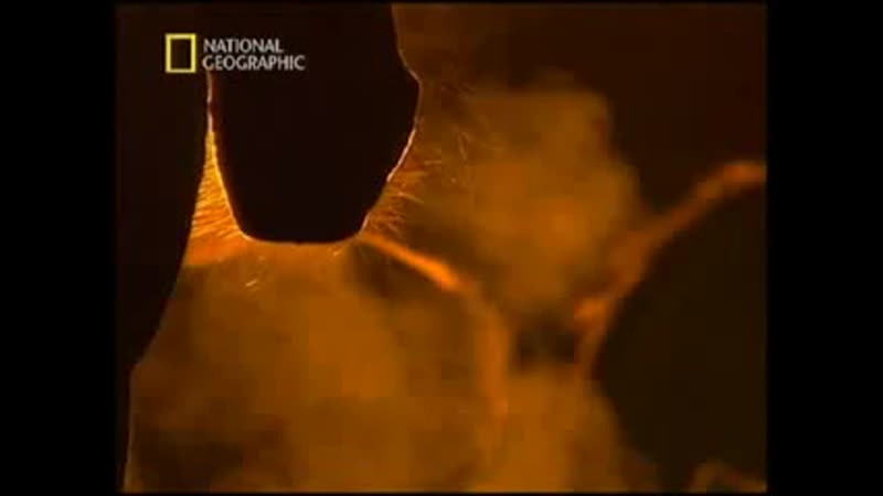 National geographic империя лошадей история покорения, 2007г