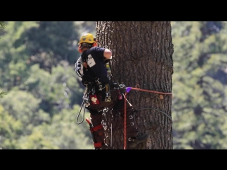 Stihl chainsaws and crane used to take down huge white fir tree in forest falls ca