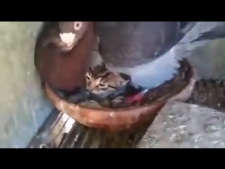 Голубь оберегает котёнка (vhs video)
