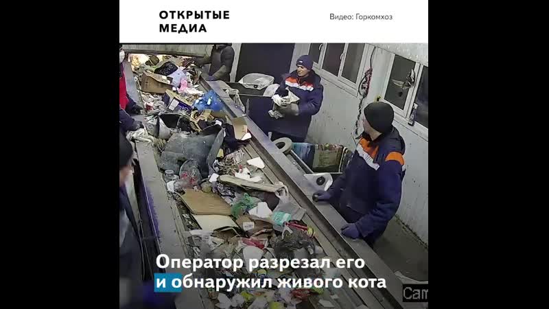 В ульяновске живого кота выбросили в мусор его спасли в последний момент