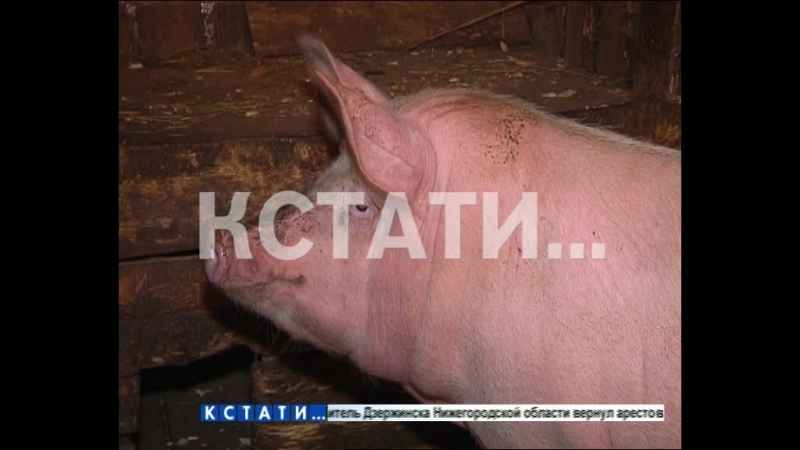 Убить на опережение мелких фермеров и частников в павловском районе убеждают усыпить своих свиней