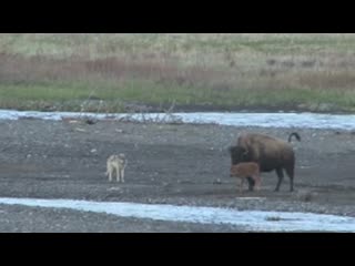 Wolf vs bison calf at yellowstone national park, soda butte, lamar valley