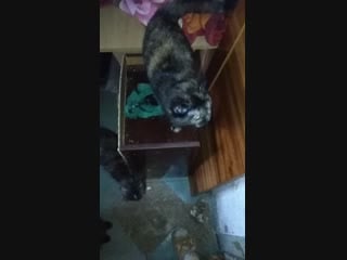 Vid 20190124 100418 mp4