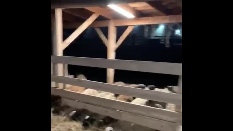 Взрослых гостей фермы неизменно развлекает соотношение баранов производителей и овцематок ну да, примерно 1 к 30 а потом ко